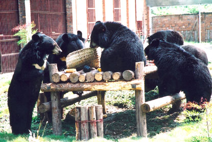 Bears picnicing. Photo: Animals Asia Foundation