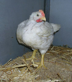 Rescued Chicken. Photo: Mark Hawthorne