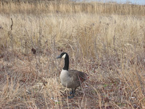 Canada Goose. Photo by Sangamithra Iyer