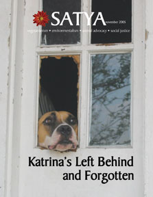 Nov 2005 cover