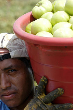 Immokalee Worker